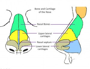 sinus surgery for new york city