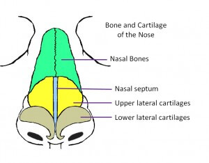 Frontal Nasal Bones
