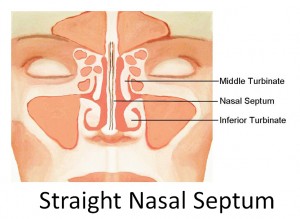 Straight Nasal Septum
