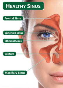 healthy frontal sinus
