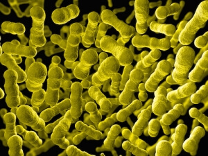 Lactobacillus acidophilus (bacteria)