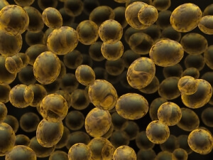 Saccharomyces boulardi (yeast)