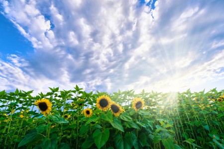 Luckily there are many ways to treat pollen allergies