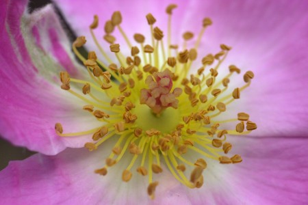 Pollen can be a potent allergen