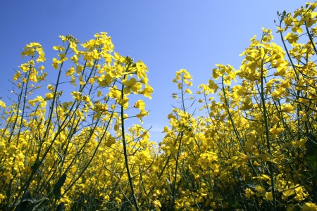Pollen count is highest in the mornings on windy days