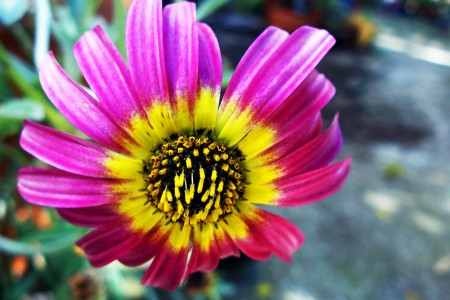 Pollen