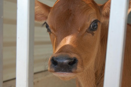 Stay away from dairy