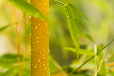 Bamboo is good to have in your home