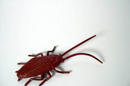Cockroach